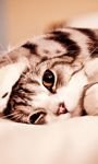 pic for Funny Lazy Cat 768x1280